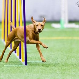 Vizsla All Grown Up from Encore Vizsla