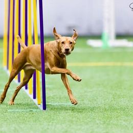 Vizsla All Grown Up from Encore Vizsla