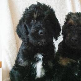 Saint Berdoodles from Bentley's Beloved Paws