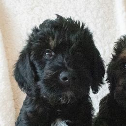Saint Berdoodles from Bentley's Beloved Paws