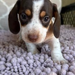 CKC Girl 2 - Piebald female Dachshund puppy in Joshua Tree, California from Desert Dreams Ranch