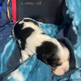 Hearts - Tri-color female Cavalier King Charles Spaniel puppy in Corona, California from Kelton Cavaliers