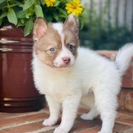 Panda - Chocolate female Pomsky puppy in Greenville, South Carolina from Thicketty Mountain Pomskies