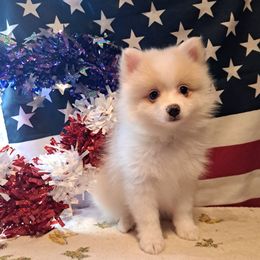 TINY - White male Pomeranian puppy in Lore City, Ohio from Tonia's Pomeranians