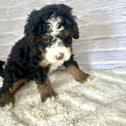 Blair - Tri-color female Bernedoodle puppy in Moulton, Iowa from Shondel Puppy Paws
