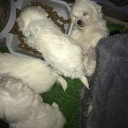 Maltese Puppies from Emotional Amor Support