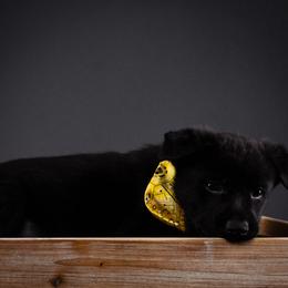 German Shepherd Puppies from Barenstadt Kennels