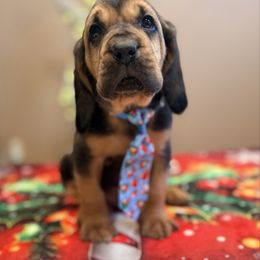 Sherlock Bones - Black and tan male Bloodhound puppy in Inman, Nebraska from Sandhill Hounds of Nebraska