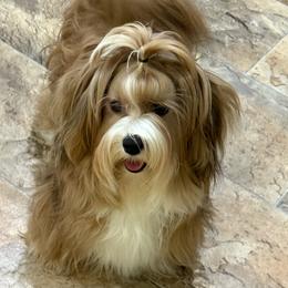 Dessa - Havanese