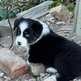 Black Tri 3 - Black tri-color female Australian Shepherd puppy in Rolla, Missouri from Lazy J Aussies
