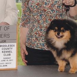 Pomeranians from Edencroft Pomeranians