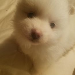 Pomeranian Puppies from Jacqueline's Pomeranians