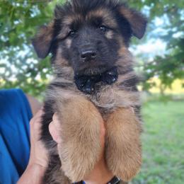 Licorice - Black male German Shepherd puppy in Fort Jennings, Ohio from Von Holtzapple German shepherds