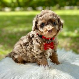 Dewy - Merle male Cockapoo puppy in Palm Beach County, Florida from Benji’s Cockapoos