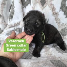 Veterock - Sable male German Shepherd puppy in New Cambria, Missouri from Des Hausraben Shepherds