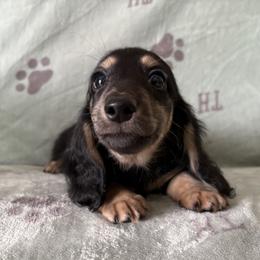 Boy 2 - male Dachshund puppy in Venice, Florida from JD’s Weiner-Wonderland