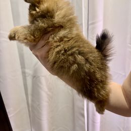 Pomeranian Puppies from Pom Fam