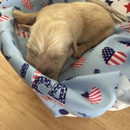 Charleston - Light golden male Golden Retriever puppy in Cherry Tree, Pennsylvania from Plumcreek Acres