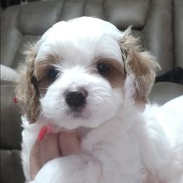 Red collar - White male Cavapoo puppy in Galena, Missouri from May's Country Cavapoos & Havapoos