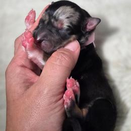 Blair - Blue merle female Australian Shepherd puppy in Salem, Oregon from Steady Aim Aussies