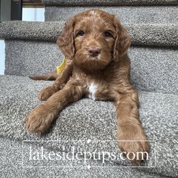 Yellow Pup - Female - Apricot female Goldendoodle puppy in Dacula, Georgia from Lakeside Pups