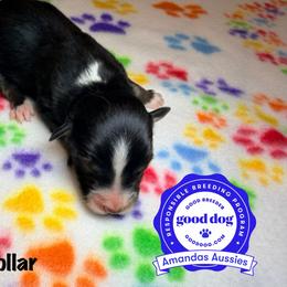 BTM green collar - Black tri-color male Australian Shepherd puppy in Greenville, Texas from Amandas Aussies