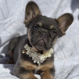Lyla - Tricolors female French Bulldog puppy in Hemet, California from Bowman Pups