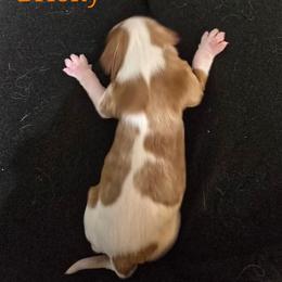 Briony - Blenheim female Cavalier King Charles Spaniel puppy in Kewaskum, Wisconsin from Moon Dream Cavaliers