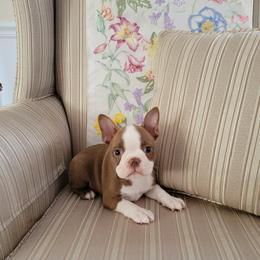 Boston Terrier Puppies from Our Gang Bostons