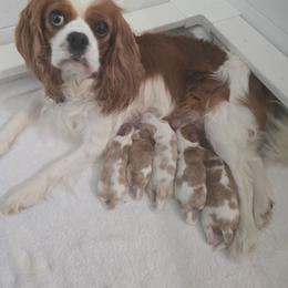 Boy 3 - Blenheim male Cavalier King Charles Spaniel puppy in Moreno Valley, California from Chris & Katie Cavaliers