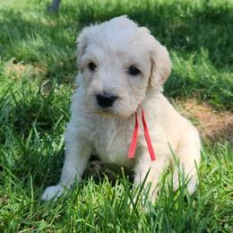 Phoenix - red collar - Cream female Labradoodle puppy in Fostoria, Michigan from North Country Kennel Club