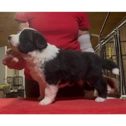 Boy 2 - Black male Border Collie puppy in Farmersville, Texas from Omegamtn Border Collies