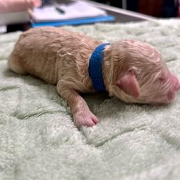 George - Apricot male Goldendoodle puppy in Pasadena, Texas from Toledo Creek Doodles