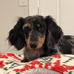 Dachshunds from K&K Mini Doxies