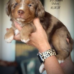Falcon - Red merle male Toy Australian Shepherd puppy in Virginia from P3 Kennel