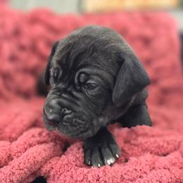 Jill - Black female Great Dane puppy in Granby, Missouri from HCR Great Danes