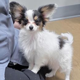 Boy 2 - White black and tan male Papillon puppy in Billings, Montana from ET's Papillons