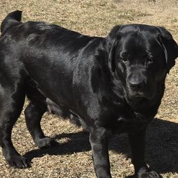 Labrador Retriever Puppies from Sound View Labradors East