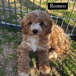 Romeo - Apricot Cavapoo puppy in Greer, South Carolina from Palmetto Companion Puppies