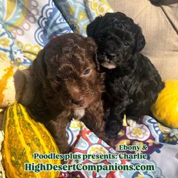 Aussiedoodle, Poodle, and Toy Australian Shepherd Puppies from High Desert Companions
