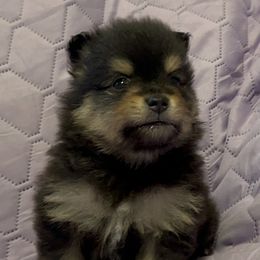 Pomeranians from Peapod Pomeranians