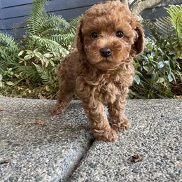Goldendoodle Puppies from Oregon Doodle