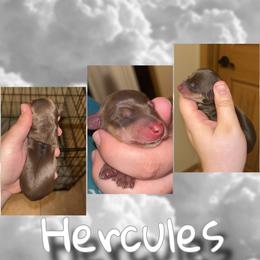 Hercules - Chocolate and tan male Dachshund puppy in Brazil, Indiana from King Duke Dachshunds