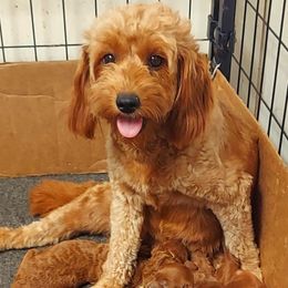 Cavapoo and Goldendoodle Puppies from Adorable Mini Doodles LLC
