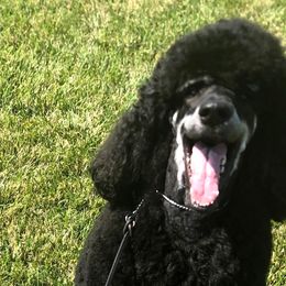 Lula - Poodle