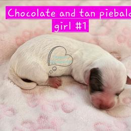 Chocolate piebald girl 3300 - Piebald female Dachshund puppy in Herald, California from Bluegum Dachshunds