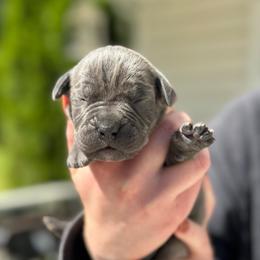 String Bean - Gray female Cane Corso puppy in Lusby, Maryland from Coastal View Kennels