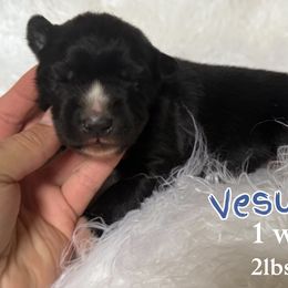Vesuvius - Black and white male Siberian Husky puppy in Florence, Kentucky from Moonlight Howl Huskies