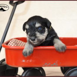 AKC 25016 - Black and silver female Miniature Schnauzer puppy in Mount Airy, Georgia from Miniature Schnauzers GA, LLC