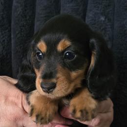 Charlie - Black and tan female Dachshund puppy in Willcox, Arizona from Tootsie's Tiny Toes